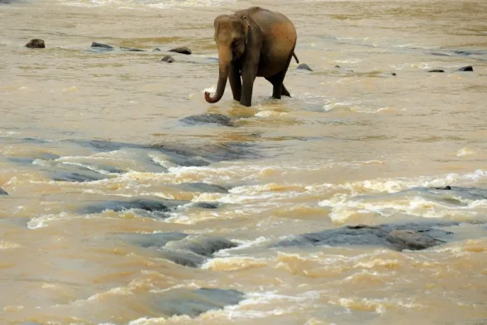 Framed Print : Sri Lanka - Wildlife - Elephants