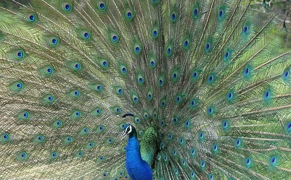 Sri Lanka-Wildlife-Peacock