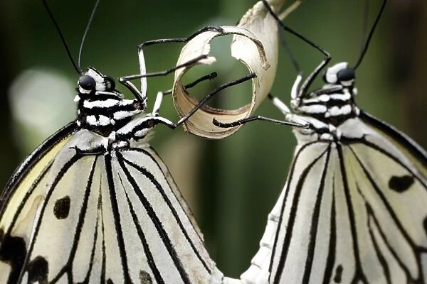 Switzerland-Papiliorama-Butterflies