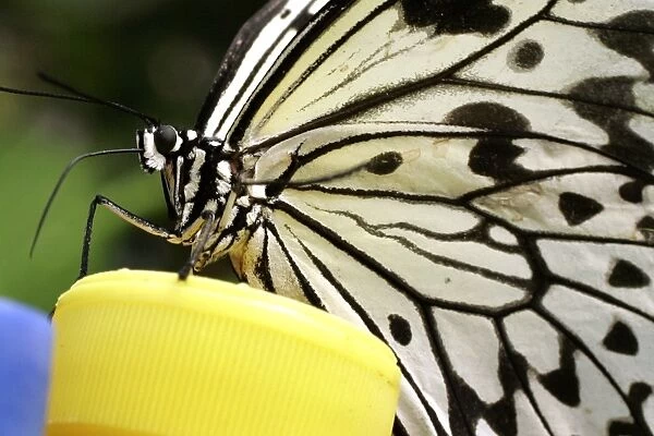 Switzerland-Papiliorama-Butterflies