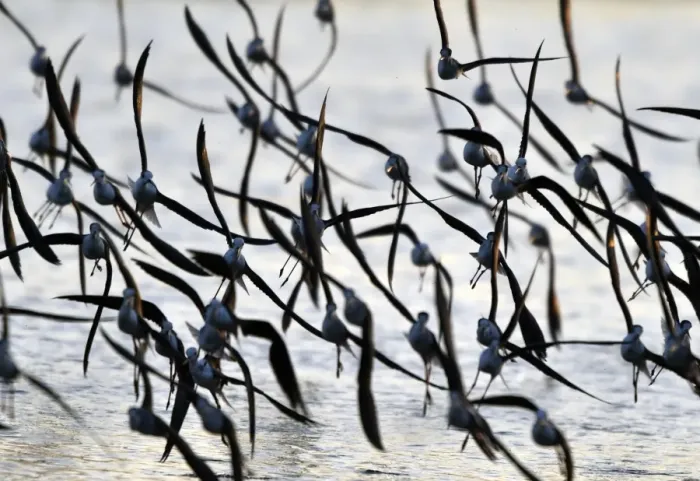 Framed Print : Taiwan-Wildlife-Birds Framed Print : Taiwan-Wildlife-Birds