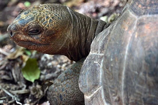 Tanzania-Zanzibar-Animal-Tortoises