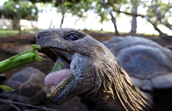 Tanzania-Zanzibar-Enivironment-Turtles