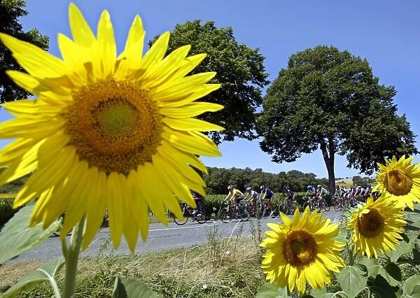 Tdf2003-Postcard. cyclists ride near a field of sunflowers during the 90th