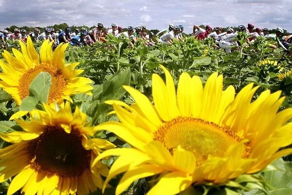 Tdf2004-Sunflowers. Cyclist ride past a field of sunflowers during the