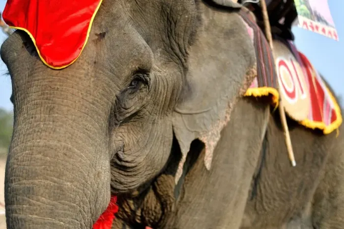 Framed Print : Thirty-five year old elephant named Kham On, arrives to take part in the race during the Buon Don elephant festival