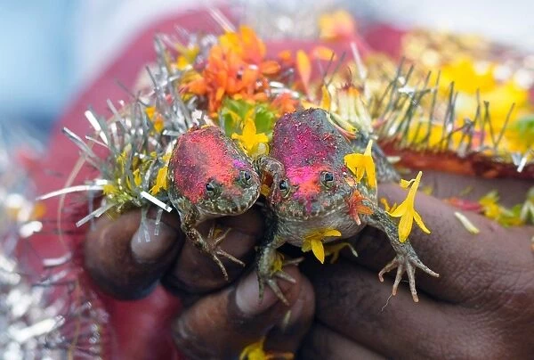TOPSHOTS The wedding of two frogs, arranged by farmers seeking rainfall, is performed