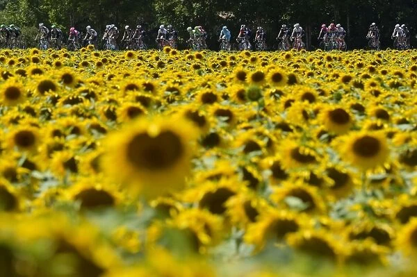 Tour De France 2015 Pack Rides Past Sunflower Field