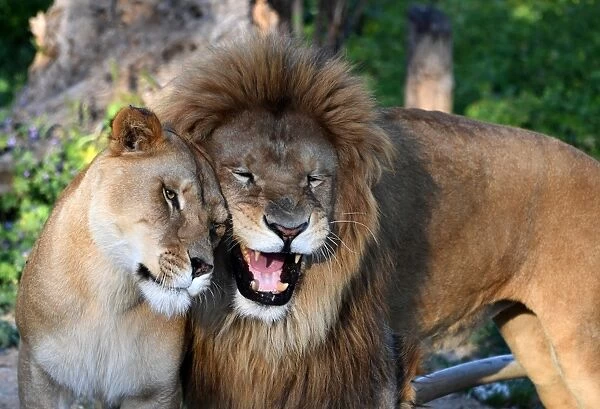 Tunisia-Lions-Zoo-Animal