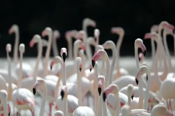 Framed Print : Uae-Animals-Flamingos