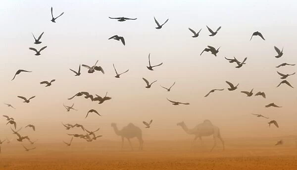 Uae-Camel-Festival. Birds fly near camels during the Mazayin Dhafra Camel