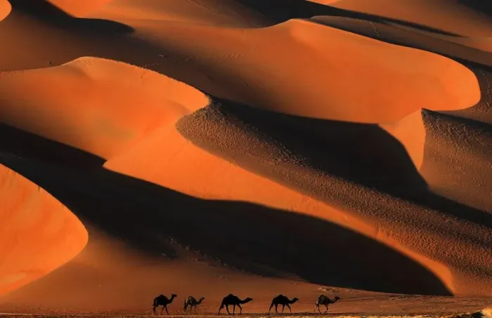 Framed Print : Uae-Desert-Camel-Festival