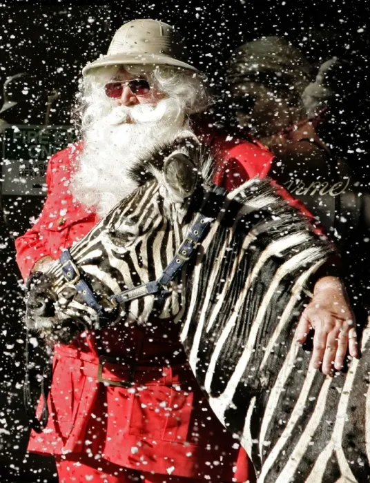 Framed Print : Uk-London-Santa-Zebra Framed Print : Uk-London-Santa-Zebra