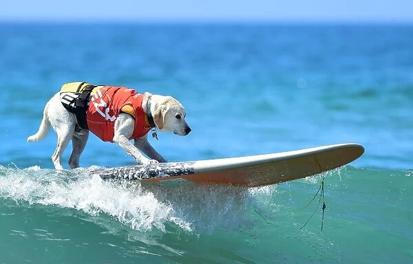 Us-Aminals-Surf-Dogs