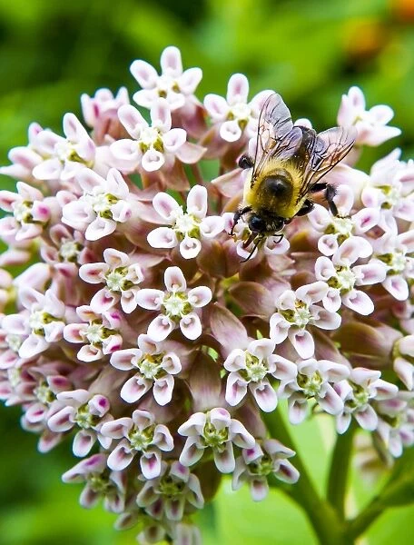 Us-Animal-Bee. A bee seen in Virginia's Shenandoah National Park near Luray