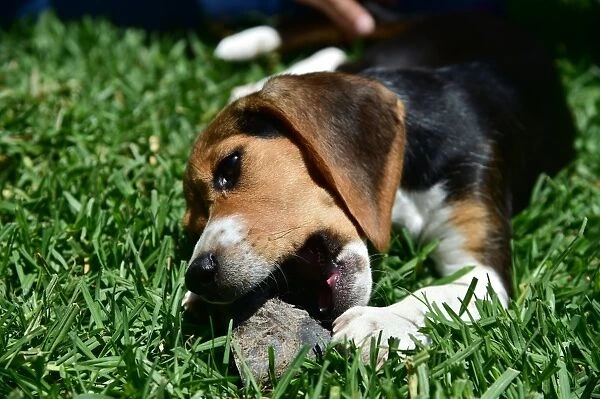 Us-Animal-Dog. A beagle plays on the grass with a chew toy