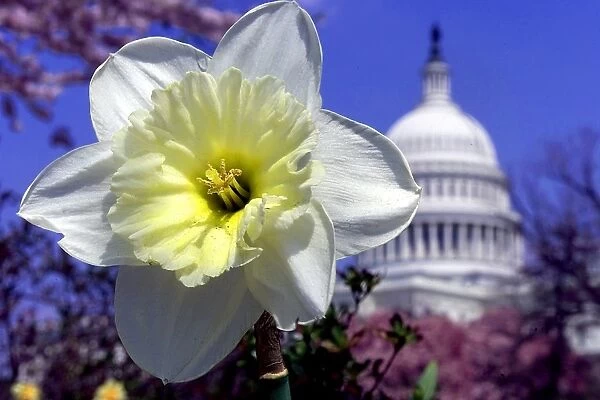 Us-Capitol-Flowers. Daffodils burst with color as spring overtakes the US Capitol