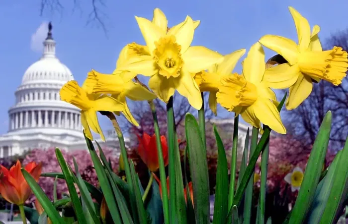 Framed Print : Us-Capitol-Spring Break-Flowers