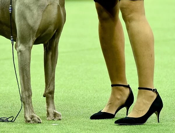 Us-Dogs-Offbeat. A Weimaraner is judged in the Sporting Group at the Westminster