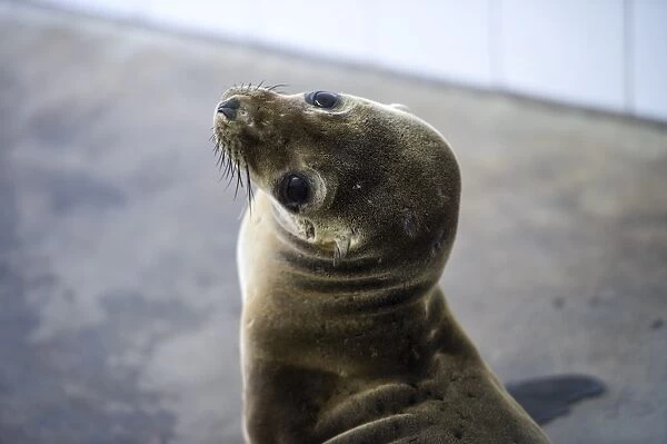 Us-Feature-Animal-Sea Lion and Seal Rescue