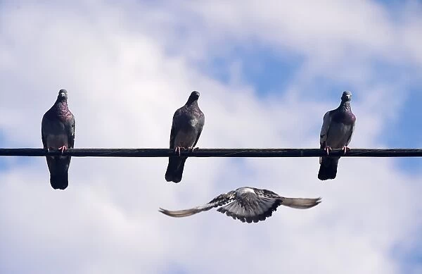 Us-Feature-Birds. Three pigeons perched on a wire await a fourth flying