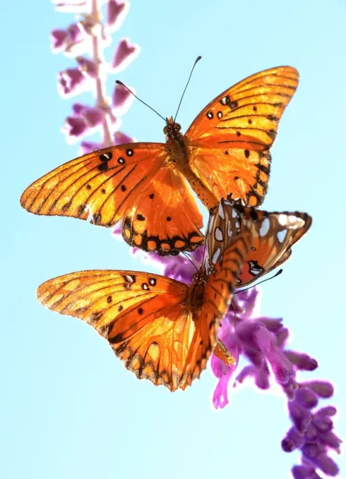 Framed Print : Us-Feature-Butterfly