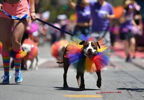 Us-Gay-Pride- Parade- San Francisco-Dog
