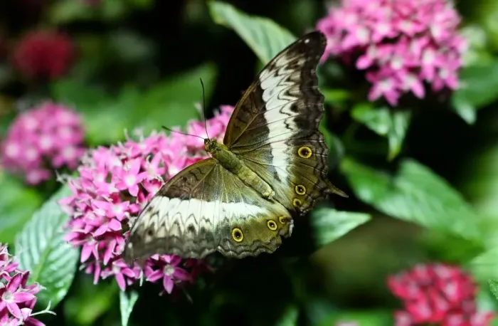 Framed Print : Us-Nature-Museum-Butterflies