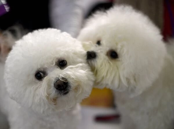 Us-New York - Dogs. Two Bichons pose during the AKC Meet The Breeds event on February 13