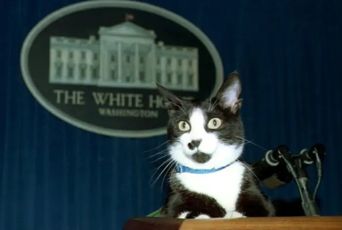 Framed Print : Us-Socks the Cat-White House Framed Print : Us-Socks the Cat-White House