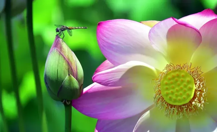 Framed Print : Us-Tourism-Nature-Dragonfly-Flowers