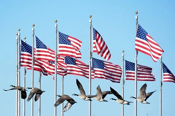 Us-Washington-Birds-Geese