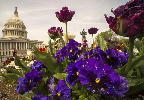 Us-Weather-Flowers. Spring flowers are seen outside the US Capitol on April 12