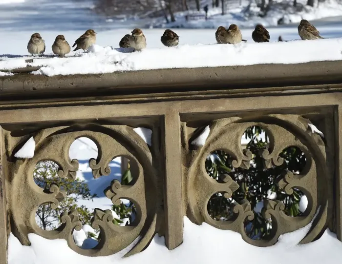 Framed Print : Us-Weather-Snow Framed Print : Us-Weather-Snow