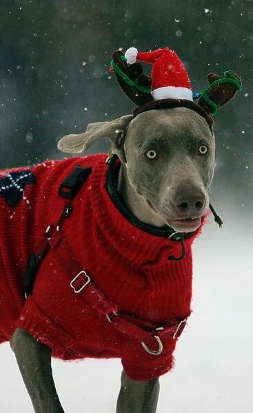 Us-Weather-Snow-Dog. A dog named Casey wears a reindeer hat