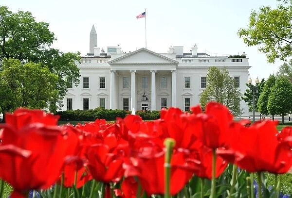 Us-Weather-Tulips. Tulips are viewed in front of the White House on a warm