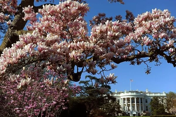 Us-White House-Flowers
