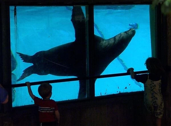 Us-Zoo-Seal. Two children watch a passing sea lion at Washington's National Zoo