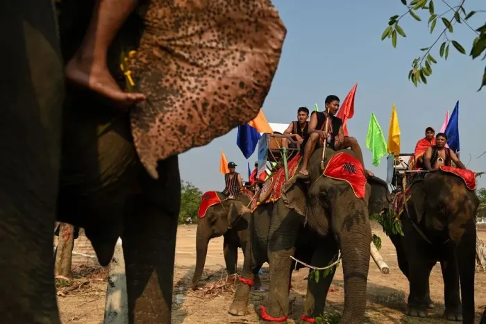 Framed Print : Vietnam-Animal-Elephant-Festival