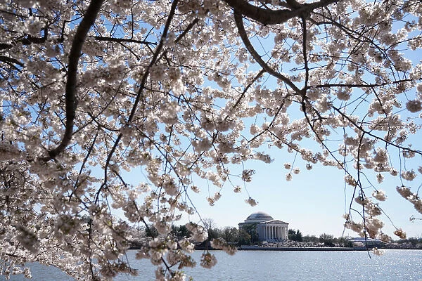 Washingtons famed cherry trees expected to reach peak blossom