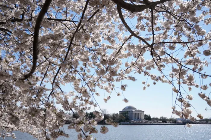 Framed Print : Washingtons famed cherry trees expected to reach peak blossom Framed Print : Washingtons famed cherry trees expected to reach peak blossom