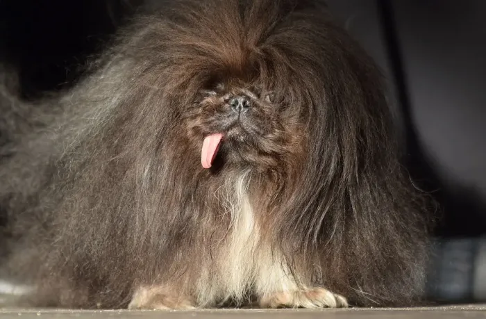 Framed Print : Worlds Ugliest Dog Competition