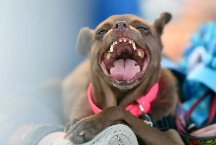 Framed Print : Worlds Ugliest Dog Competition