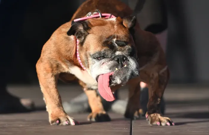 Framed Print : Worlds Ugliest Dog Competition