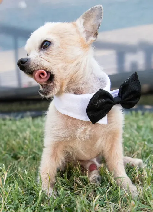 Framed Print : Worlds Ugliest Dog Competition