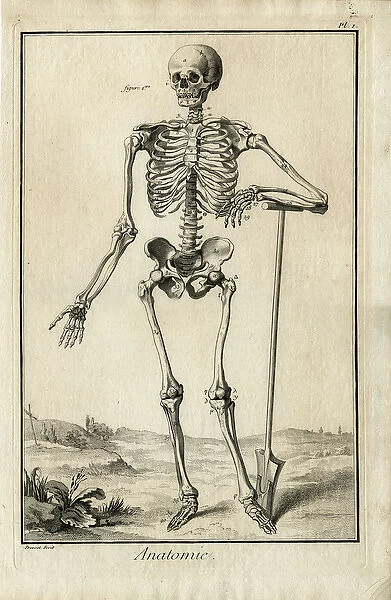Anatomie - anatomical study of a skeleton (engraving)
