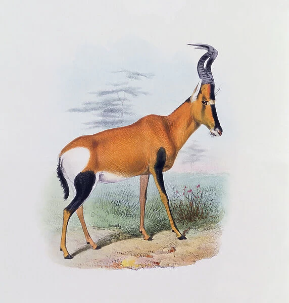 Antelope, from The Book of Antelopes, (colour litho)