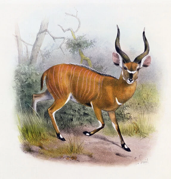 The Broad Horned Antelope, from The Book of Antelopes, (colour litho)