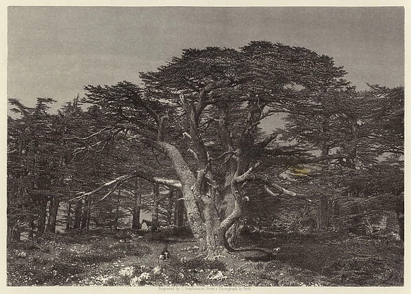 Cedars, Mount Lebanon (engraving)