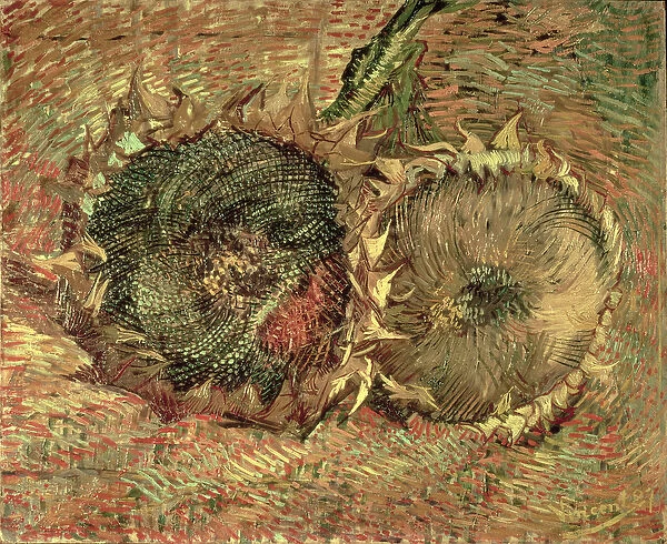 Two Cut Sunflowers, 1887 (oil on canvas)